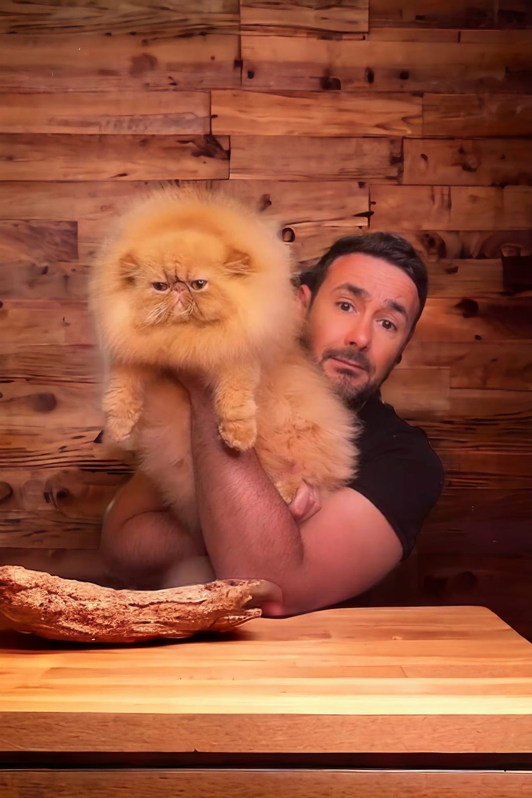 Cats