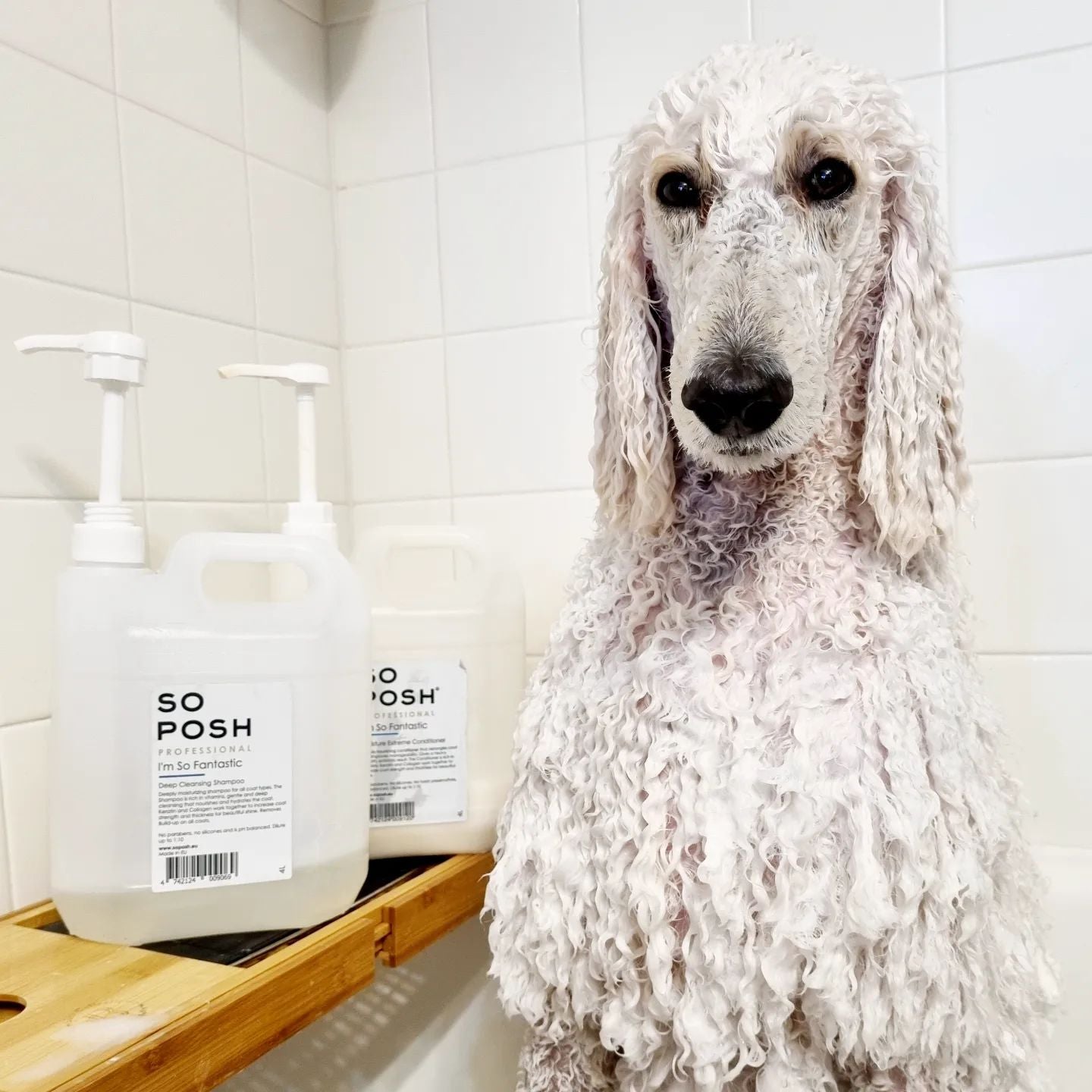 Shampoos - SO POSH