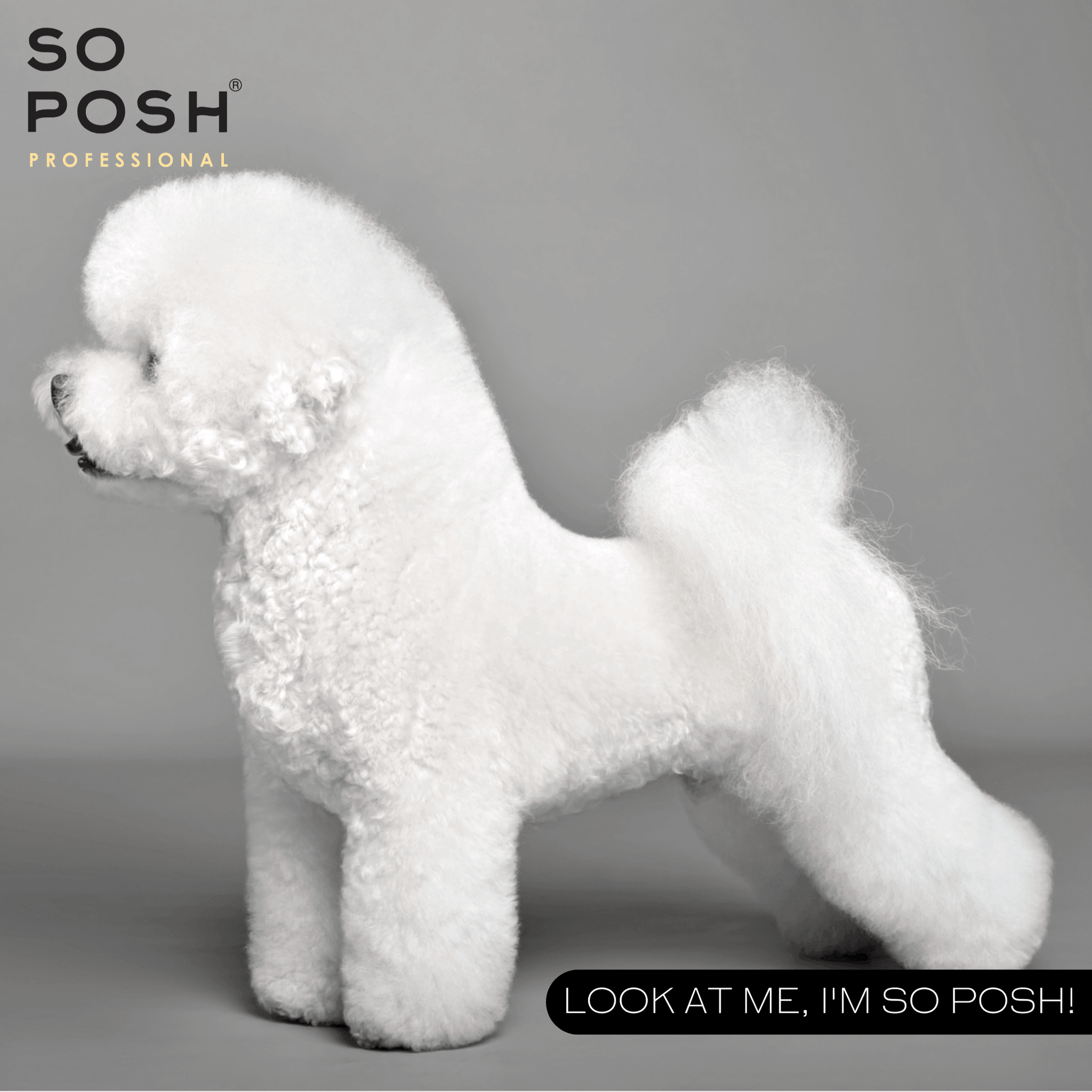 Posh 2024 poodle grooming