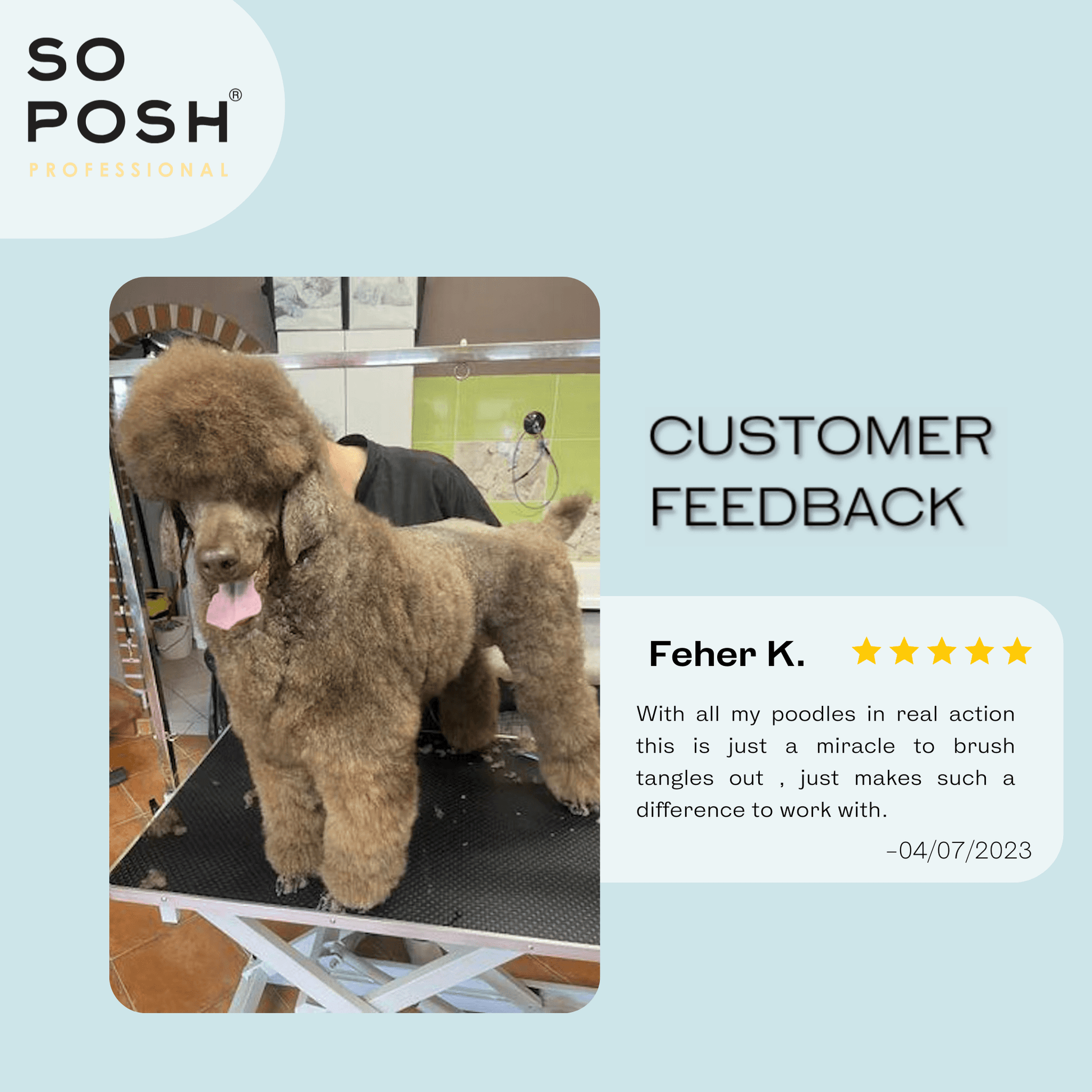 Posh hot sale poodle grooming